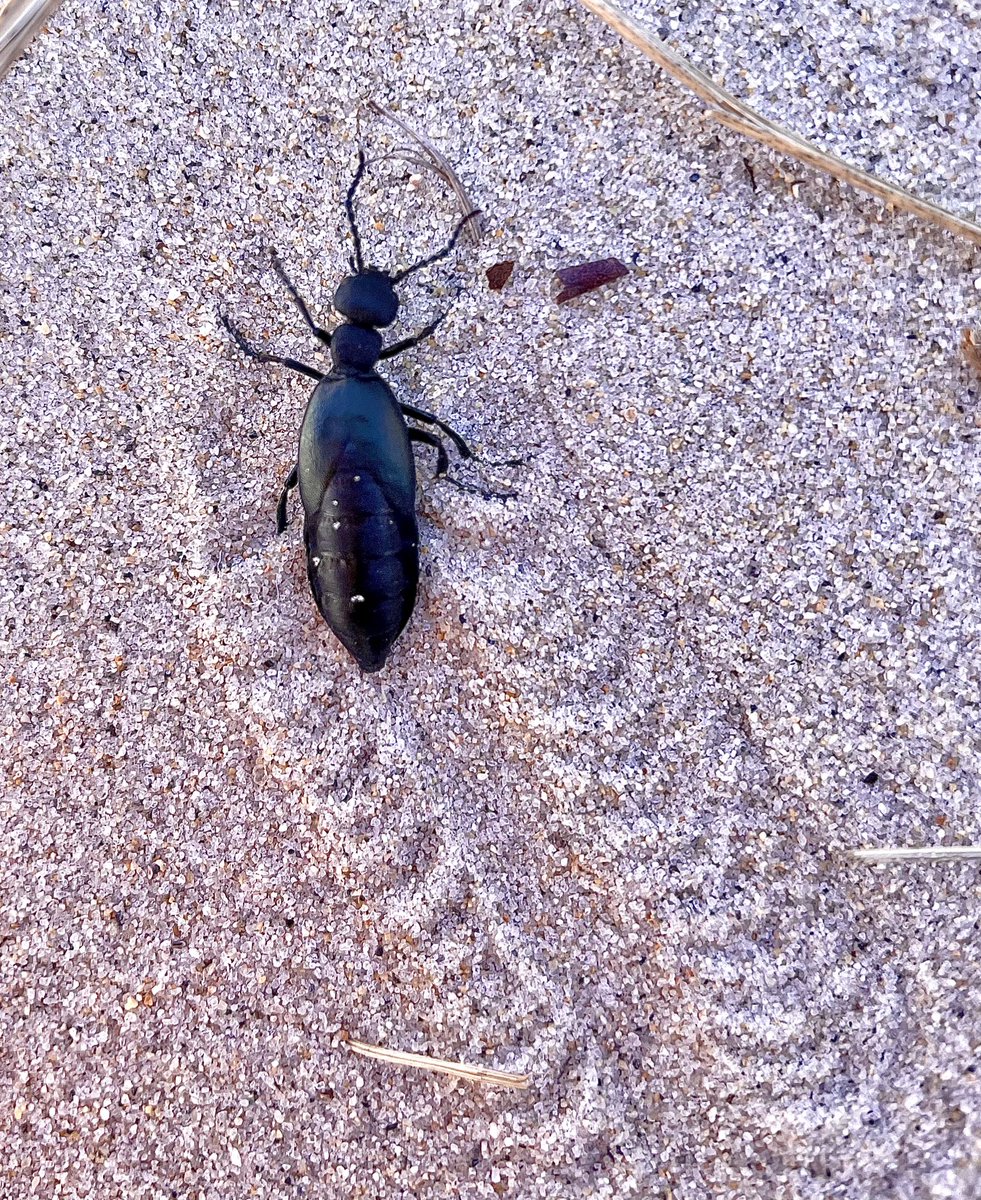 tahneeames's tweet photo. For the last day of #invertebutt week, here’s a little meloid making booty tracks while scuttling in the sand dunes (Ipswich, MA) https://t.co/gA34LKGgsv