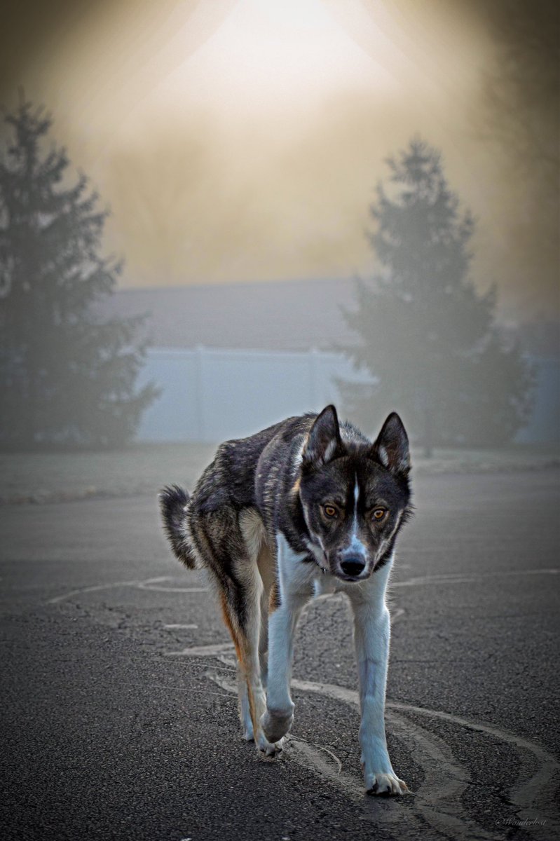 The Sibe + The Terv tweet media