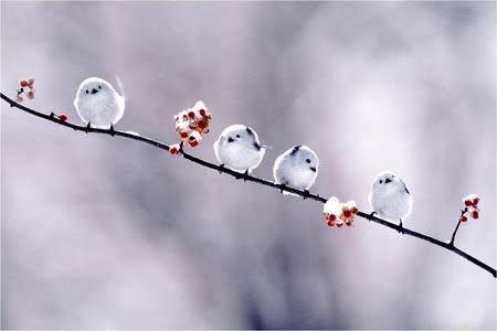 ebineko tweet media