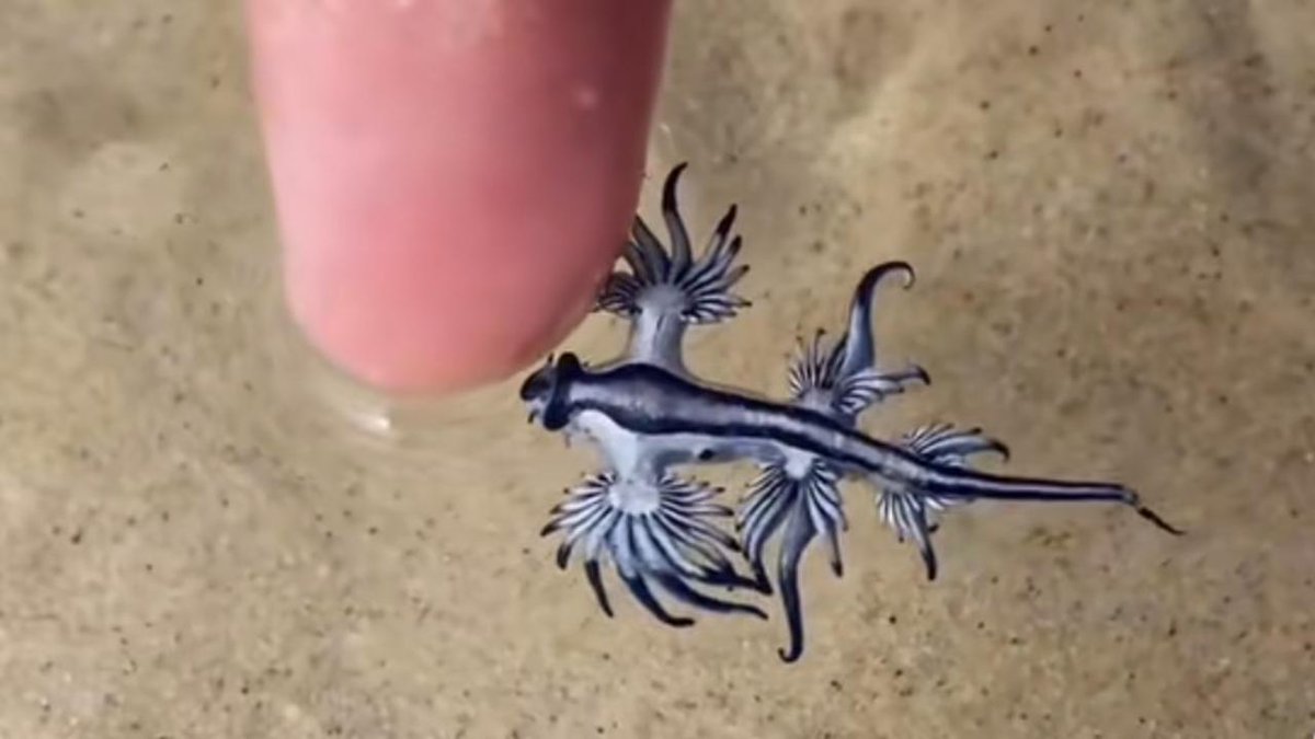 블루드래곤.
푸른갯민숭달팽이라고도 한다.
파란 부분은 사실 배다.
고깔해파리를 잡아먹고 그독을 저장함.
만지면 죽고 싶을 정도로 아파질수 있다고.