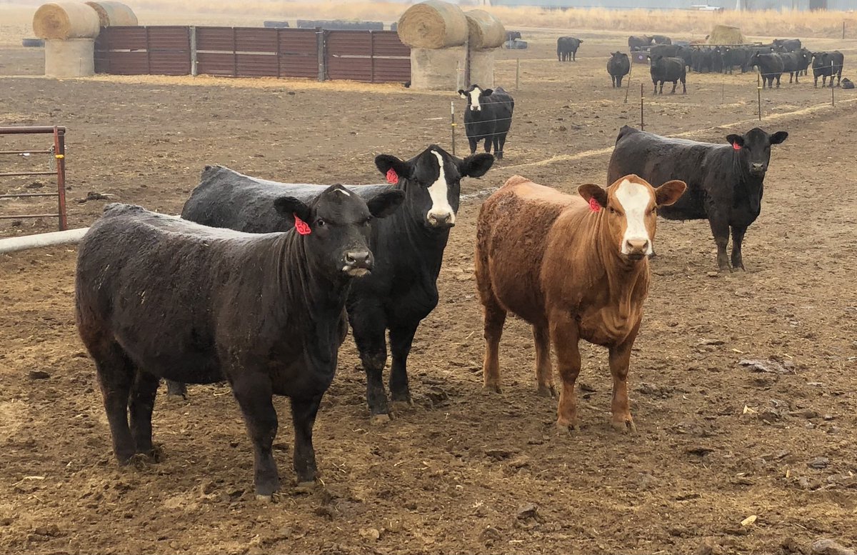 Scottgunz1's tweet photo. Simmentals in the mist…
These all sell on our production sale next Saturday in Fullerton, Ne.
Gonsior Simmentals
I’ll never complain about missing snows in the winter, but today’s moisture was sure needed to settle the dust.
#Simmental #simangus #baldy https://t.co/BabQKfxPLQ