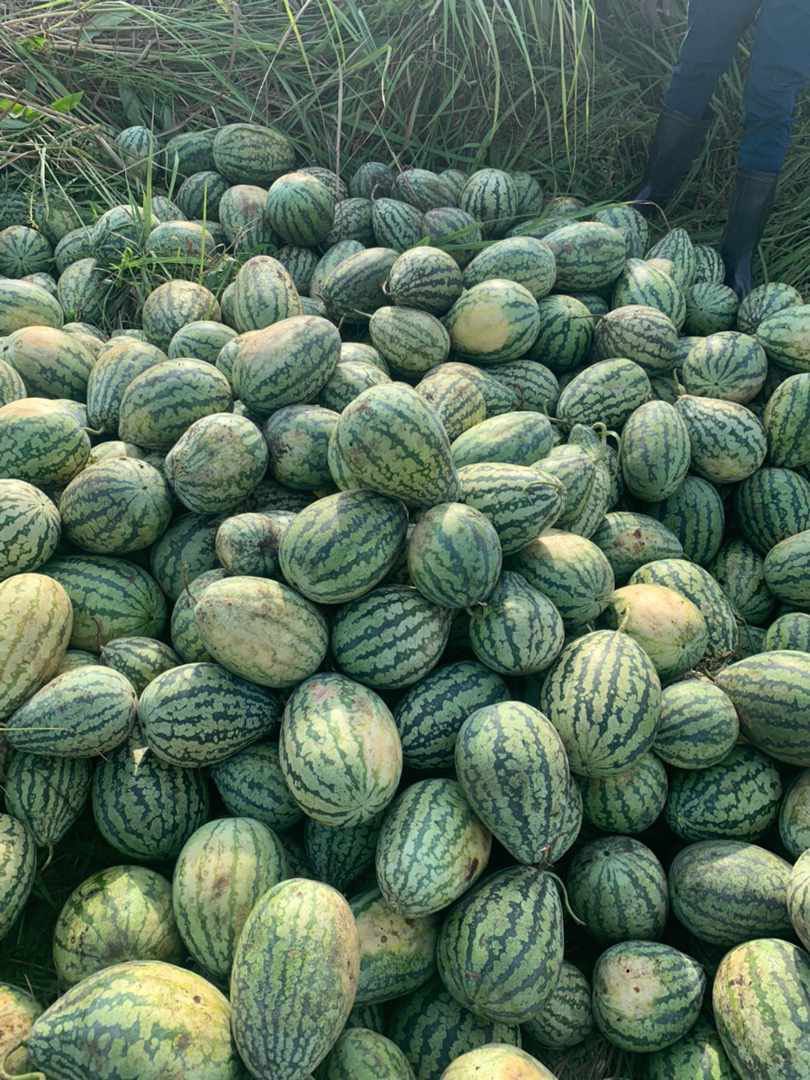 kakese_leon's tweet photo. #RDC Nouvelle récolte des pastèques de @Bilanga243 
Tarif en détails :
Moins de 2kg 2.000fc
[2 à 3KG] 4.000fc
[3 à 4KG] 6.000fc
[4 à 5KG] 8.000fc
Plus de 5KG 10.000fc
Livraison à domicile partout à Kinshasa
Pour tout éclairage utile,contactez-le @Bilanga243 par message privé (DM) https://t.co/ACSUvlO0mU