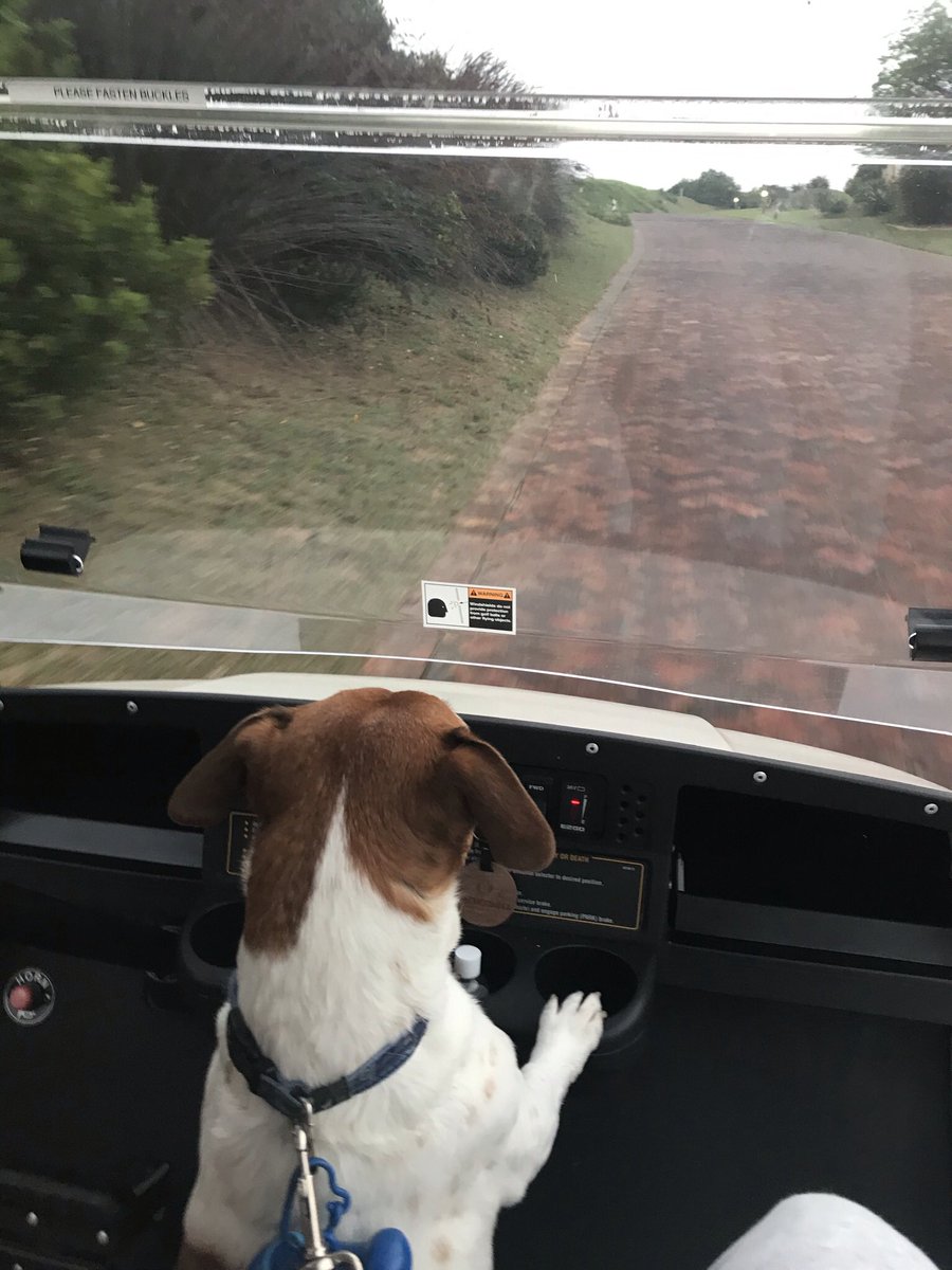 CharleneAlexes's tweet photo. @Devi_HQ Taking a spin on the golf cart. ❤️ https://t.co/tvfnv6BKzZ