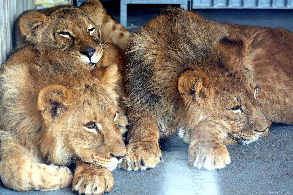 LorenzoTheCat's tweet photo. They Made It Out---lions from a sanctuary in Ukraine have arrived at Poznan Zoo in Poland. Although the volunteer convoy was surrounded by Russian tanks and shot at, they arrived safely. Traumatized and tired, the lions are fine. Thanks to @ifawglobal for their assistance. 🇺🇦 https://t.co/K6LanpOSUd