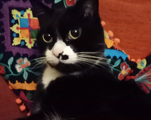 looby64's tweet photo. I asked our Louie to strike a pose for Cat of the Day @SusanCalman. Get my best side he said.  Haha. x https://t.co/6hnbxlDR8m