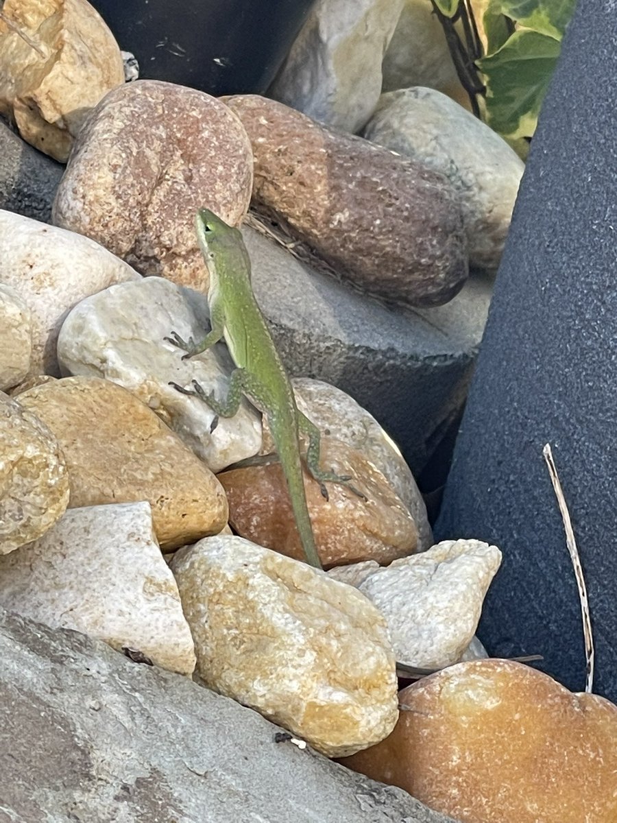 mjacksonscholar's tweet photo. I think I’ll name it Ginger! #backyardexploration #sunnydays #backoutside #bringonSummer https://t.co/J4biSwfwXH
