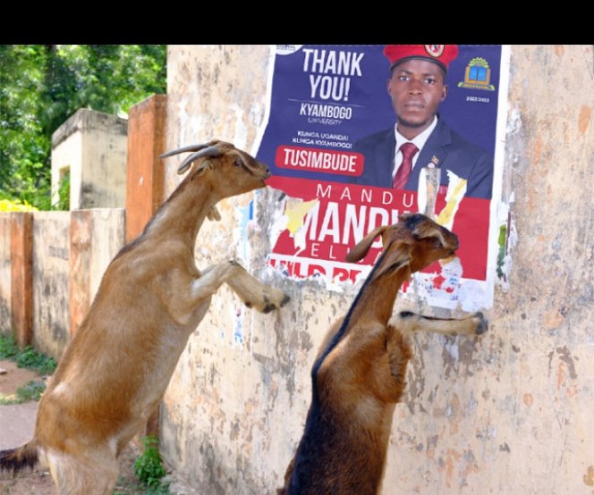 Saava Emmanuel (@kayiwae) on Twitter photo But what did <a href="/MandwaElijah/">Mandu Mandwa Elijah</a> @ElijahMandu do to these goats
Yiiii surely when you r tying ehhhhhh But what did <a href="/MandwaElijah/">Mandu Mandwa Elijah</a> @ElijahMandu do to these goats
Yiiii surely when you r tying ehhhhhh