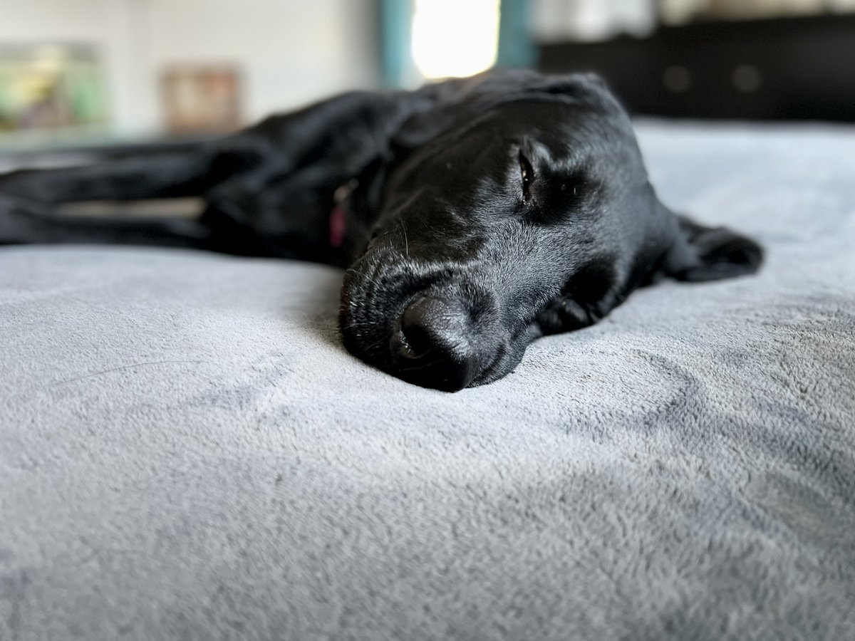 AmberSlagle's tweet photo. Tilly is living her best life๐๐พ๐ถ
#weekendvibes #puppylove #offweekends #love https://t.co/RzZqsUQrlJ