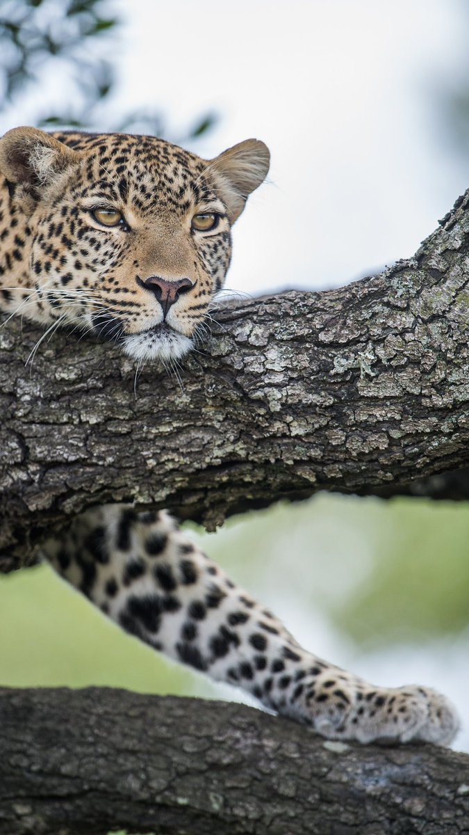 الفهدة فيق ماتت اليوم بسبب هجوم الأسود عليها في محمية اولاري وكنت مصورها كذا سنة وتم اختيارها من قبل شركة نيكون لتكون غلاف الكتيب الخاص بكاميرا نيكون الجديدة 
فيديو موتها في التغريدة القادمة