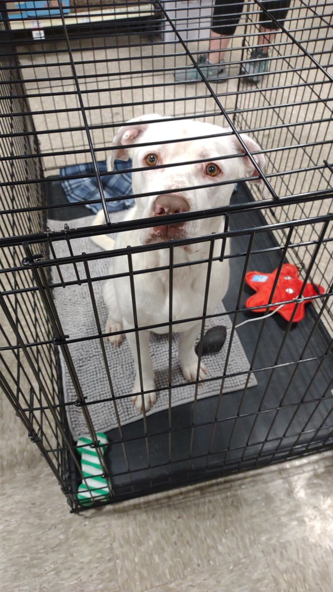 SFotas's tweet photo. George 3 years old stray looking for a forever home more info at https://t.co/gQCAxh8Gq1 https://t.co/3slIClcQ3t