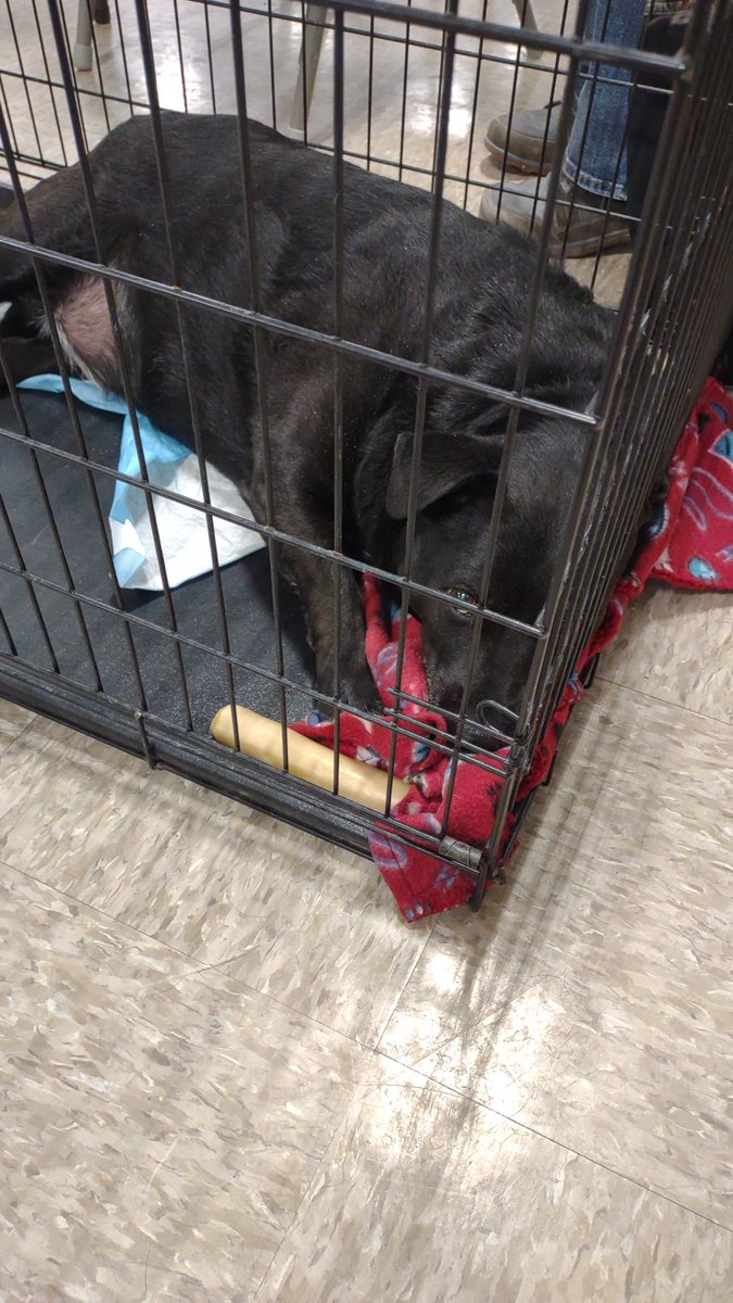 SFotas's tweet photo. Louie 7year old surrender looking for a second chance at another home l. More info at https://t.co/gQCAxh8Gq1 https://t.co/MAYisEYaok