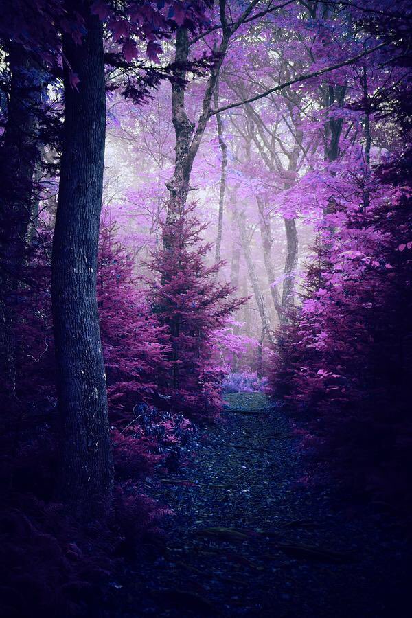 toiblarlos's tweet photo. •
#PurplePicture
•
Una chispa celeste
brotará del guijarro,
y la púrpura augusta
va el harapo a teñir.
Siento que algo solemne
se aproxima,
y me hallo
todo trémulo;
mi alma de pavor
llena está.
•
🖊 #AmadoNervo
•
💜 #TaraTurner
• https://t.co/PMG8fjaOxN