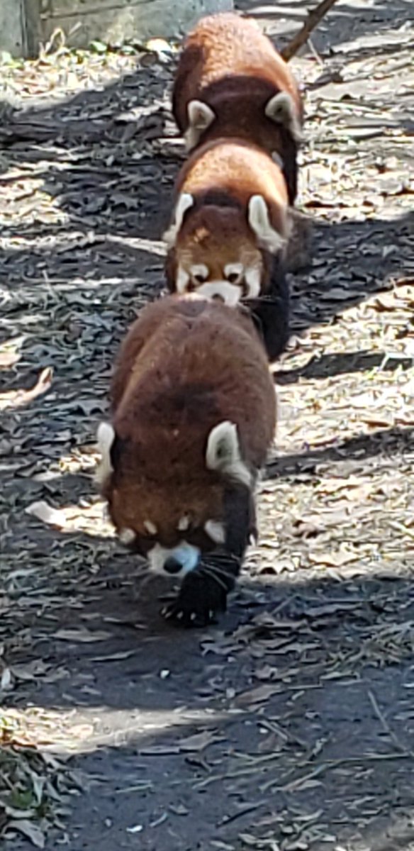 STAA_Showtime's tweet photo. Had a great time at @ToledoZoo these two are definitely my favorite https://t.co/VnT4ZARka6