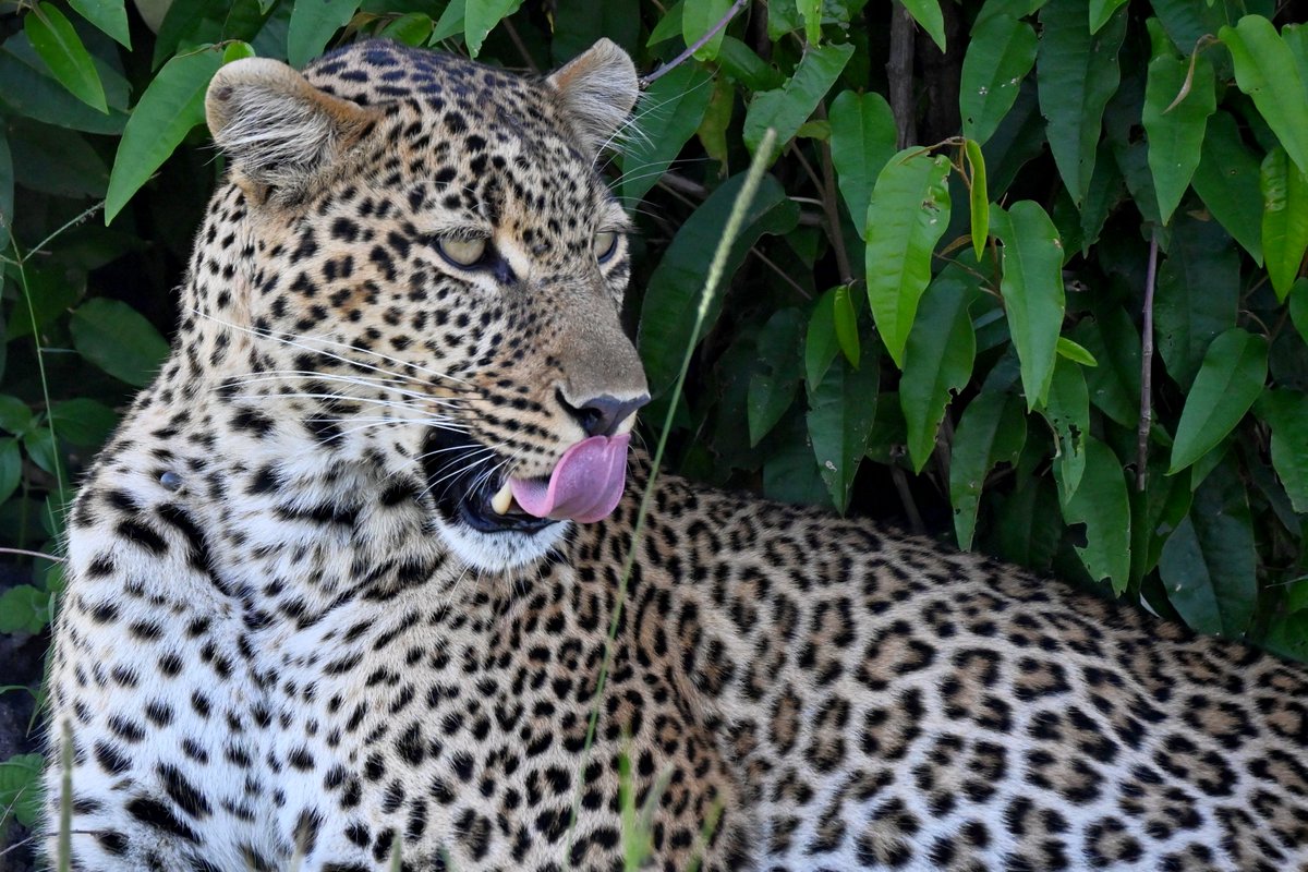 We were extremely lucky to come across 3 Leopards while we were in the #Maasimara 1 in a tree, 1 walking and 1 sitting in the shade of a bush. They really are so beautiful! #Leopards #gamedrive #safari #salascamp #kenya <a href="/giraffe_manor/">TheSafariCollection</a>