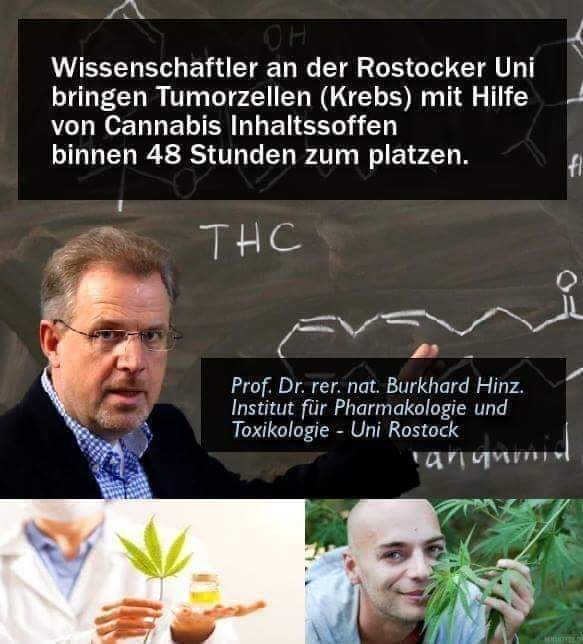 Rostock üniversitesi ( Almanya ); kenevir ile 48 saat içerisinde tümör ( kanseri ) yok ediyor. ( 2018den beri de kendim şahidim buna ).