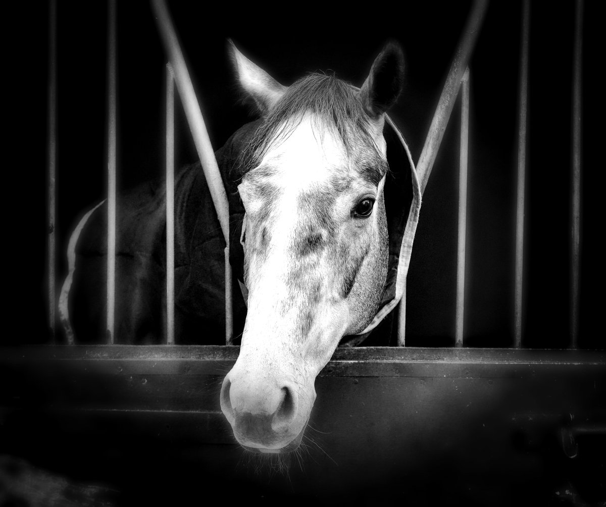 Michael Harris (@mjyharris) on Twitter photo For all you <a href="/ownersgroup_uk/">Owners Group Horses</a> people I saw FIRST FOLIO at <a href="/jamesferguson89/">James Ferguson Racing</a>'s. He looked as gorgeous as ever. For all you <a href="/ownersgroup_uk/">Owners Group Horses</a> people I saw FIRST FOLIO at <a href="/jamesferguson89/">James Ferguson Racing</a>'s. He looked as gorgeous as ever.