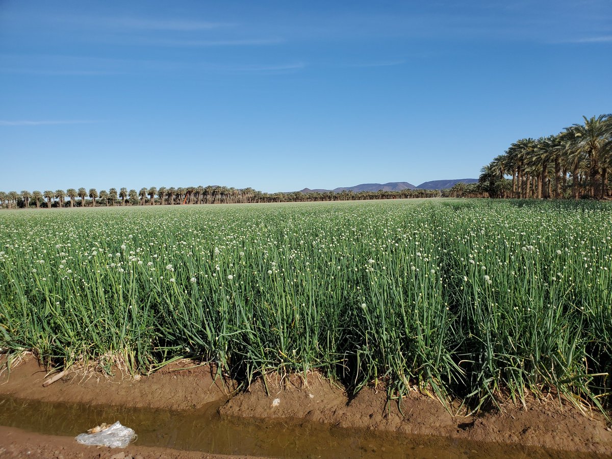 Had another opportunity to visit Yuma, AZ this past week. 

Here's a few highlights!

#BestJobEver