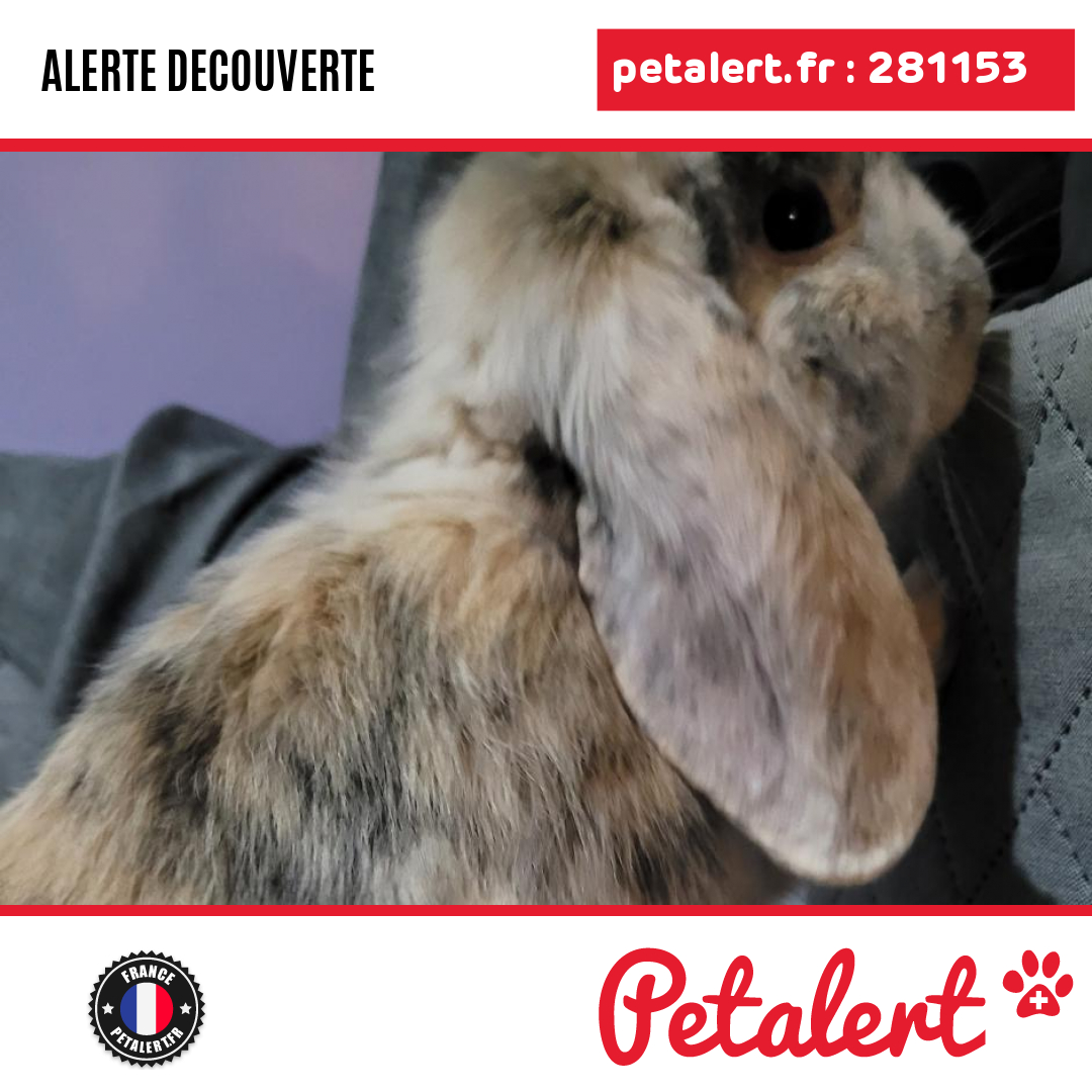 petalert_france's tweet photo. Trouvé #Lapin #Doubs #Bavans #Petalert  #PetAlert25 / https://t.co/kptXrn2Z3N https://t.co/dEWwoCupTx