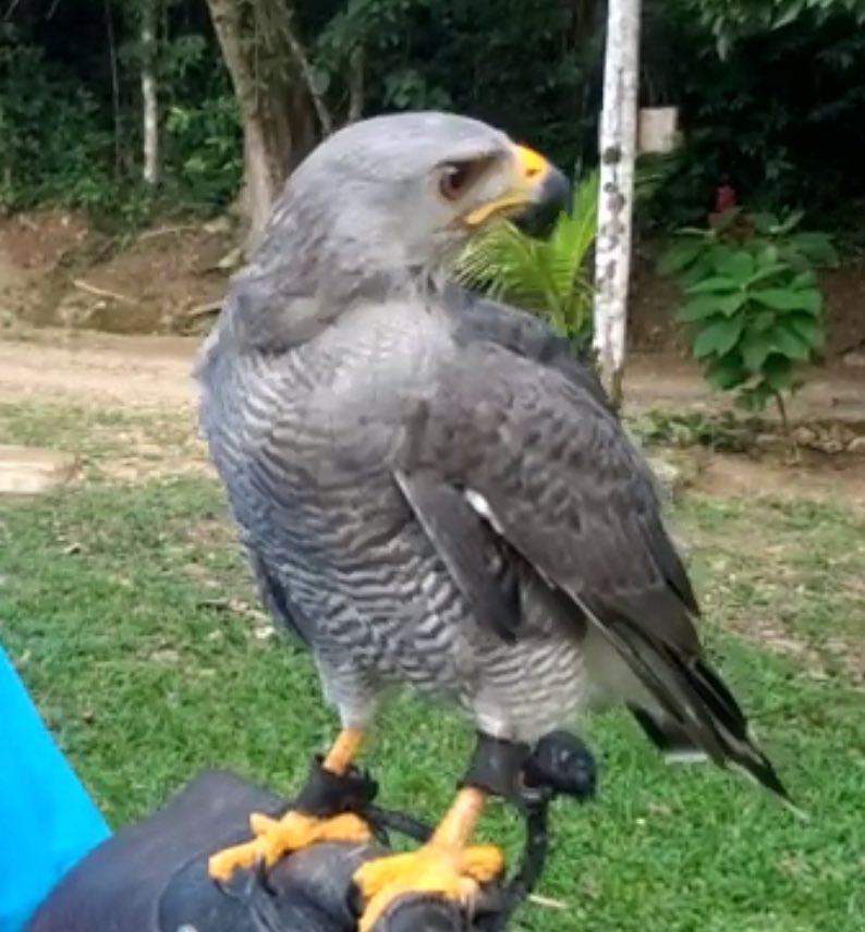 InspireEdVent's tweet photo. Love raptors? Follow us and learb how you can help protect the raptors of Belize with our new partners at the @Belizeraptorctr #RaptorsofTwitter #conservation https://t.co/hP3a41o4Jr