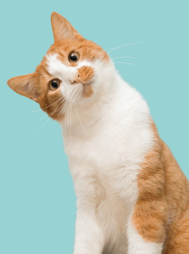 Hey #EduCATs, what are you doing? 
Don't forget to enter on @TrustMarketNFT and adopt a #cat 🐱 and you have a chance to win 50 #RIDE
adoption link:✅trust.market/buy/EduNFT
Telegram group: t.me/EduCATsNFT

#NFTGiveway #ElrondNFT #ElrondNetwork  #ElrondCommunity #Caturday