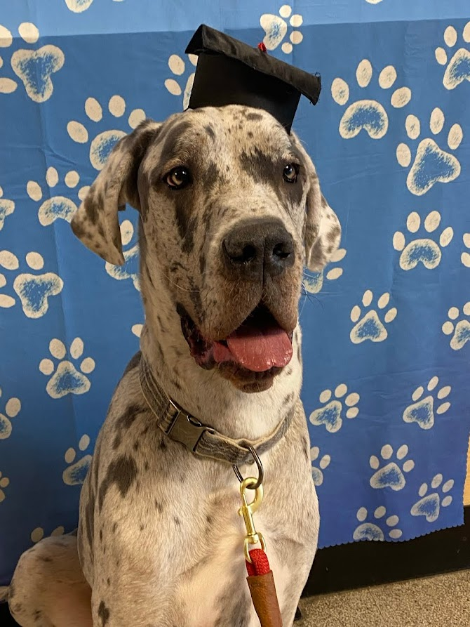 silverlining2k6's tweet photo. Just a very good boy in a tiny graduation cap.  

Legend graduated Intermediate class last weekend, and I love this photo so much! https://t.co/qIkMtKJrS1