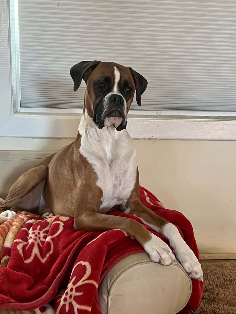 Swoon #boxer #boxerdog #bennet #stuffieking