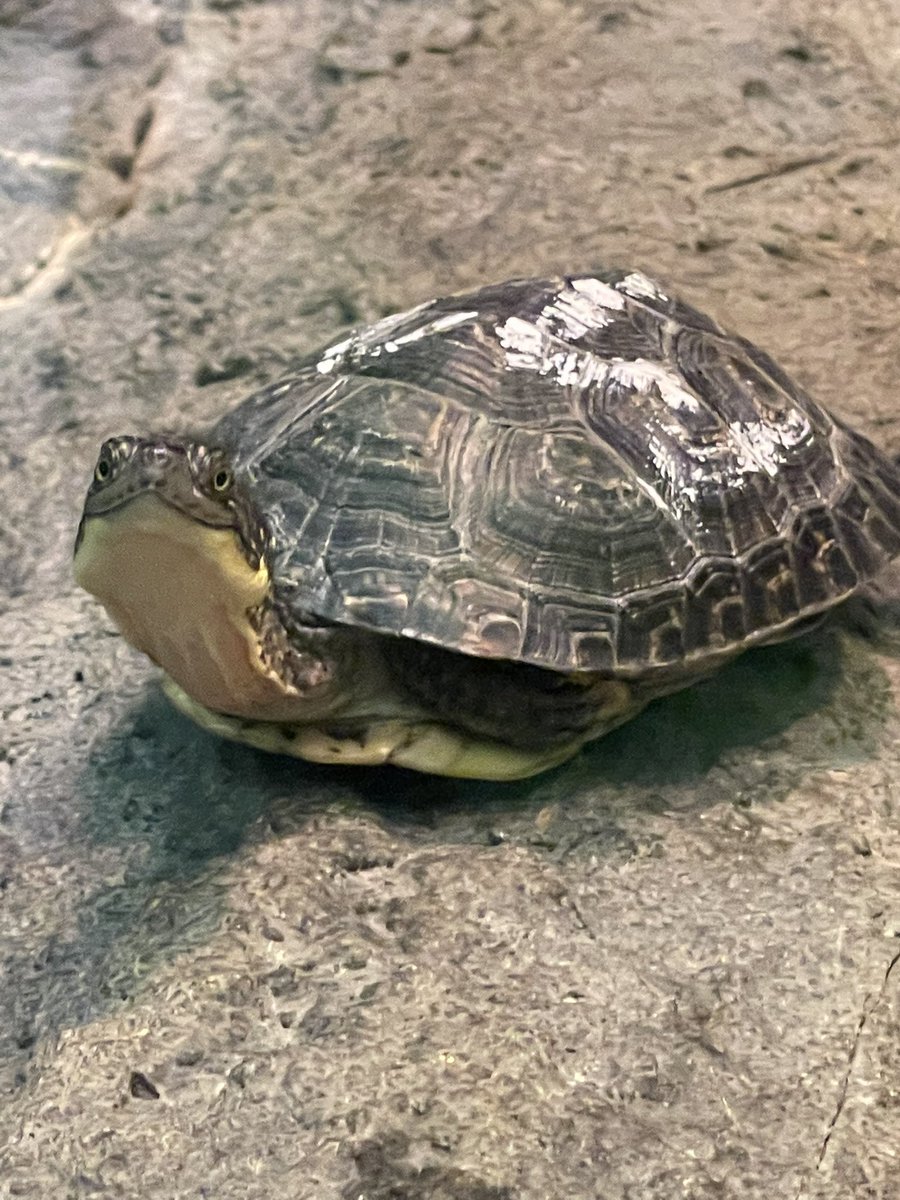 BikingMom's tweet photo. Participated in a truly outstanding teacher training today @NatureMuseum Say ‘hi’ to the endangered #BlandingsTurtle, part of a head start program to repopulate & reintroduce the species locally. #natureinspires #FindAwe https://t.co/Z6i2vHfYwE
