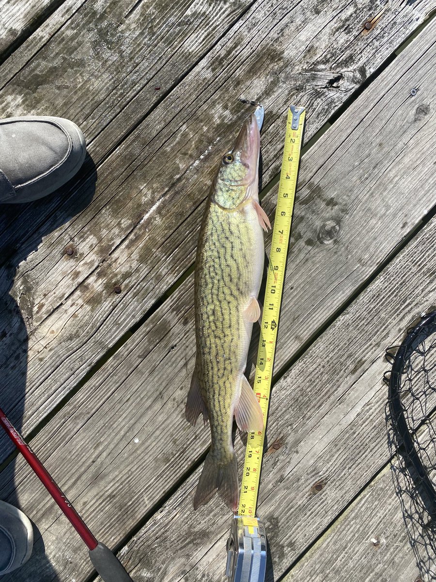 Not a bad catch today. 22” Pickerel on a 1/2 ounce silver Kastmaster spoon.