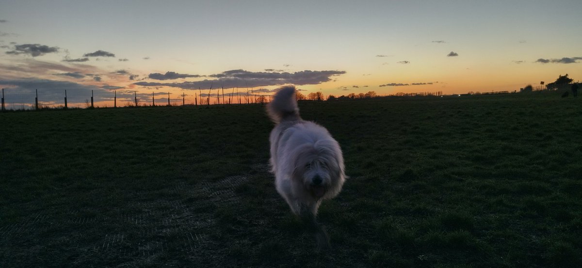PapyrusPetal's tweet photo. Went to a doggy field tonight #jacksmere #scarisbrick the dogs reinacted their behaviour from @HartCollie spent most of the time just running up and down the fence barking at cars, cyclists...etc etc! They are flat out now and we have given up trying to clean them 🤣 @libertypup https://t.co/8zWnwcjI0v