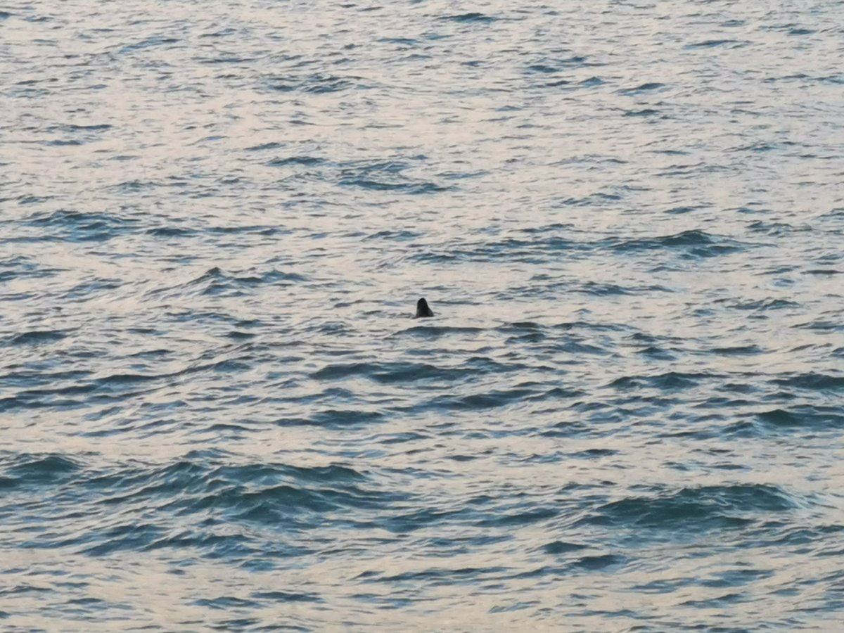 Ur reunig o tiskouez e fri, hiziv el Loc'h (koste Plougoñ).