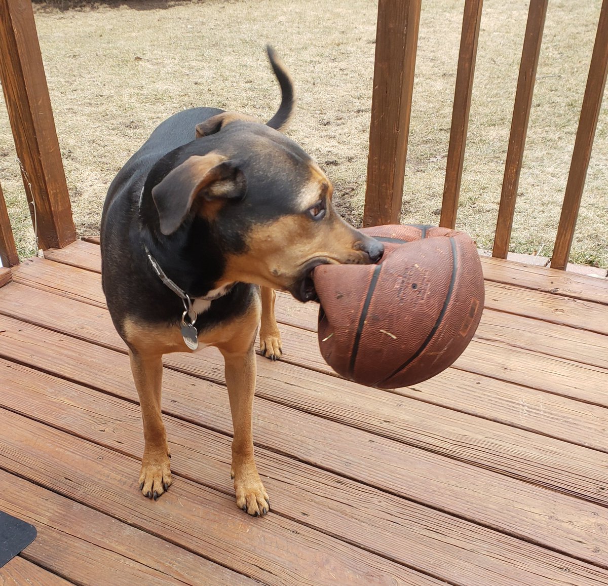 PunkFlamingo1's tweet photo. Someone's ready for #MarchMadness2k22🏀 https://t.co/9pKftTdlN5