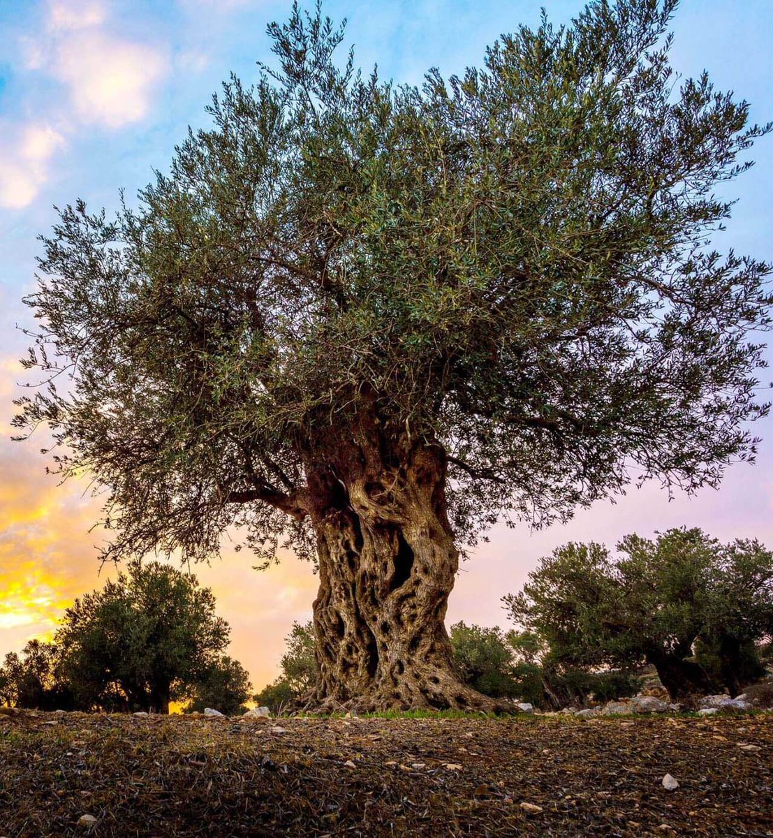 #zeytinağacımadokunma
Çünkü zeytin geleceğimiz için stratejik bir üründür. Yeri doldurulamaz, hayati bir ağaçtır. Kutsal bir bitkidir. #Zeytin