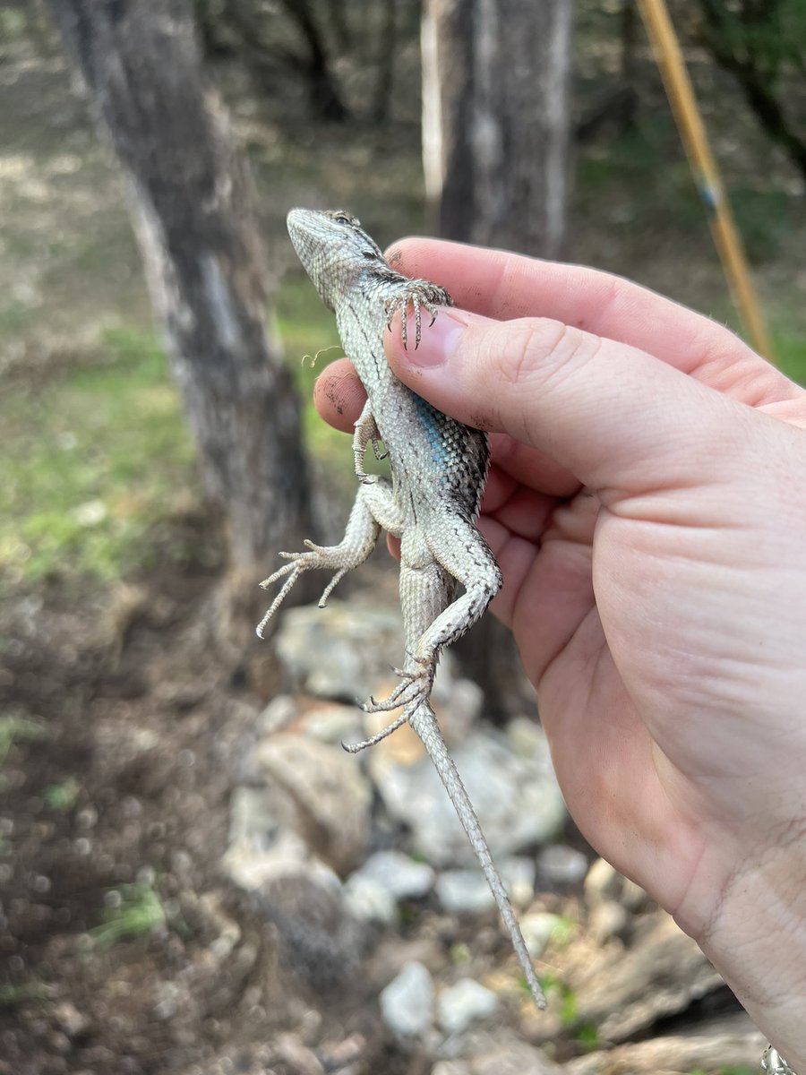 RiverAidShop's tweet photo. Found this kid while gardening today 👩‍🌾 https://t.co/UKe0bp6yhN