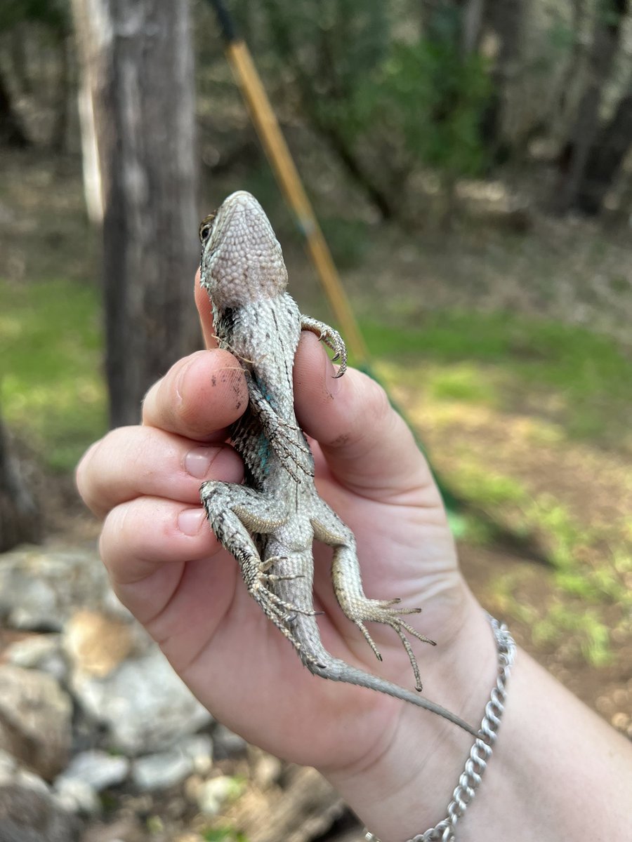 RiverAidShop's tweet photo. Found this kid while gardening today 👩‍🌾 https://t.co/UKe0bp6yhN