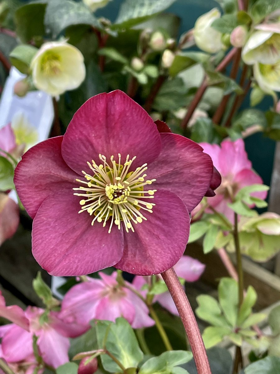 Hellebore from this afternoons walk. 📱
#Flowers 
#floweroftheday #flowersphotography #ThePhotoHour #NaturePhotography #NatureBeauty #hellebores