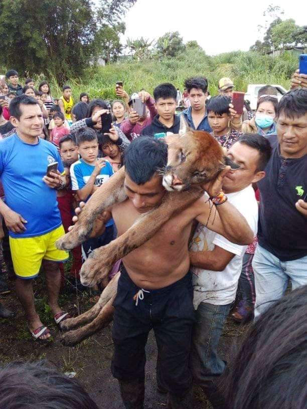 EcuavisaInforma's tweet photo. 🔴 Ministerio de Ambiente presenta denuncia ante la Fiscalía por la cacería de un puma, en Morona Santiago. 👉 https://t.co/bgsW6fMgHI https://t.co/hahu6rRZMH