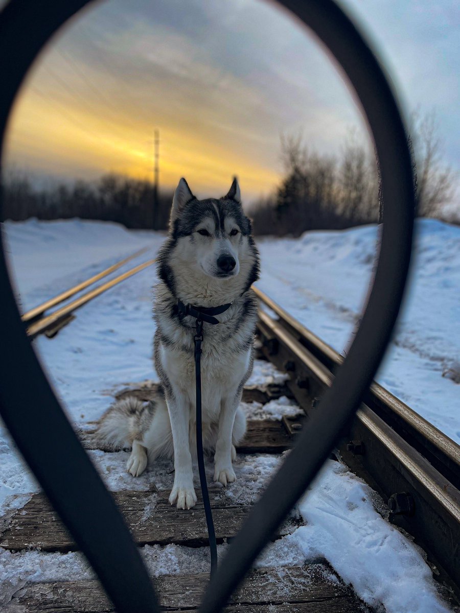 go.shilo tweet media