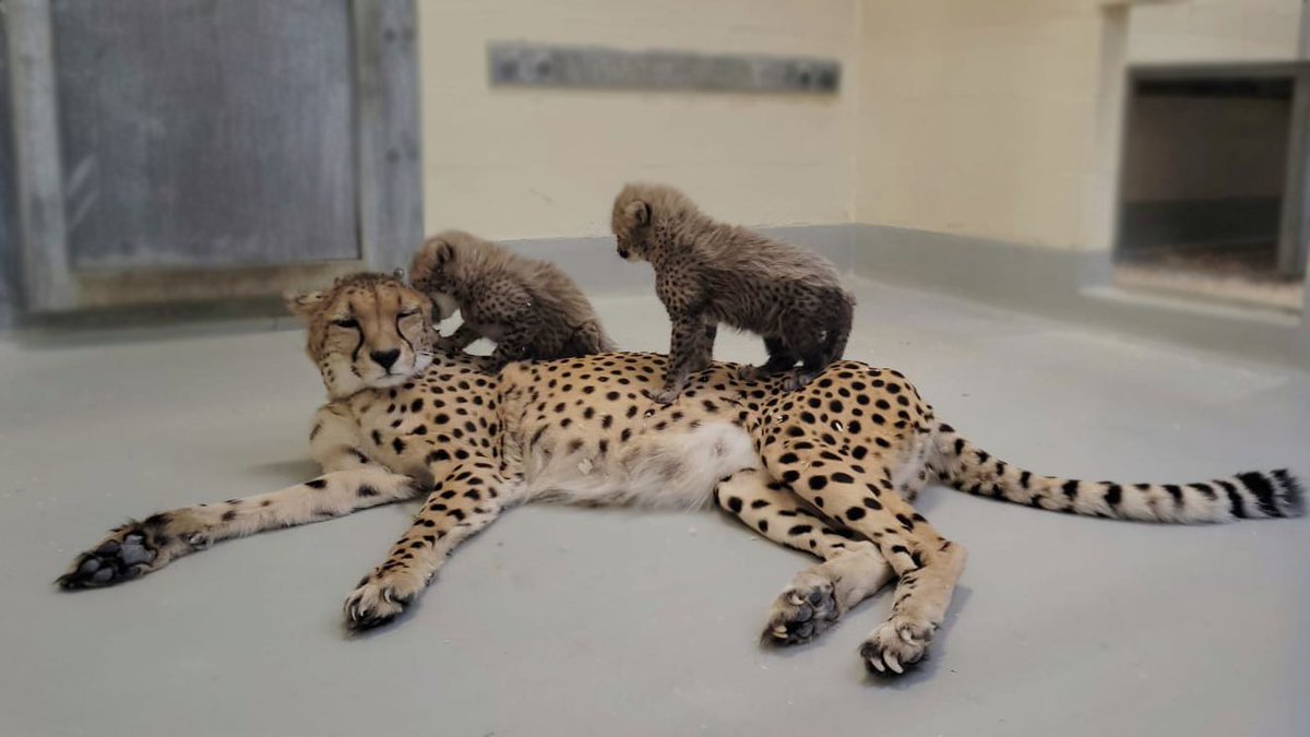 TheTorontoZoo's tweet photo. If we fits, we sits ๐พ #FlamingHotCheetahs #TOCheetos https://t.co/7pGGUjKyiX