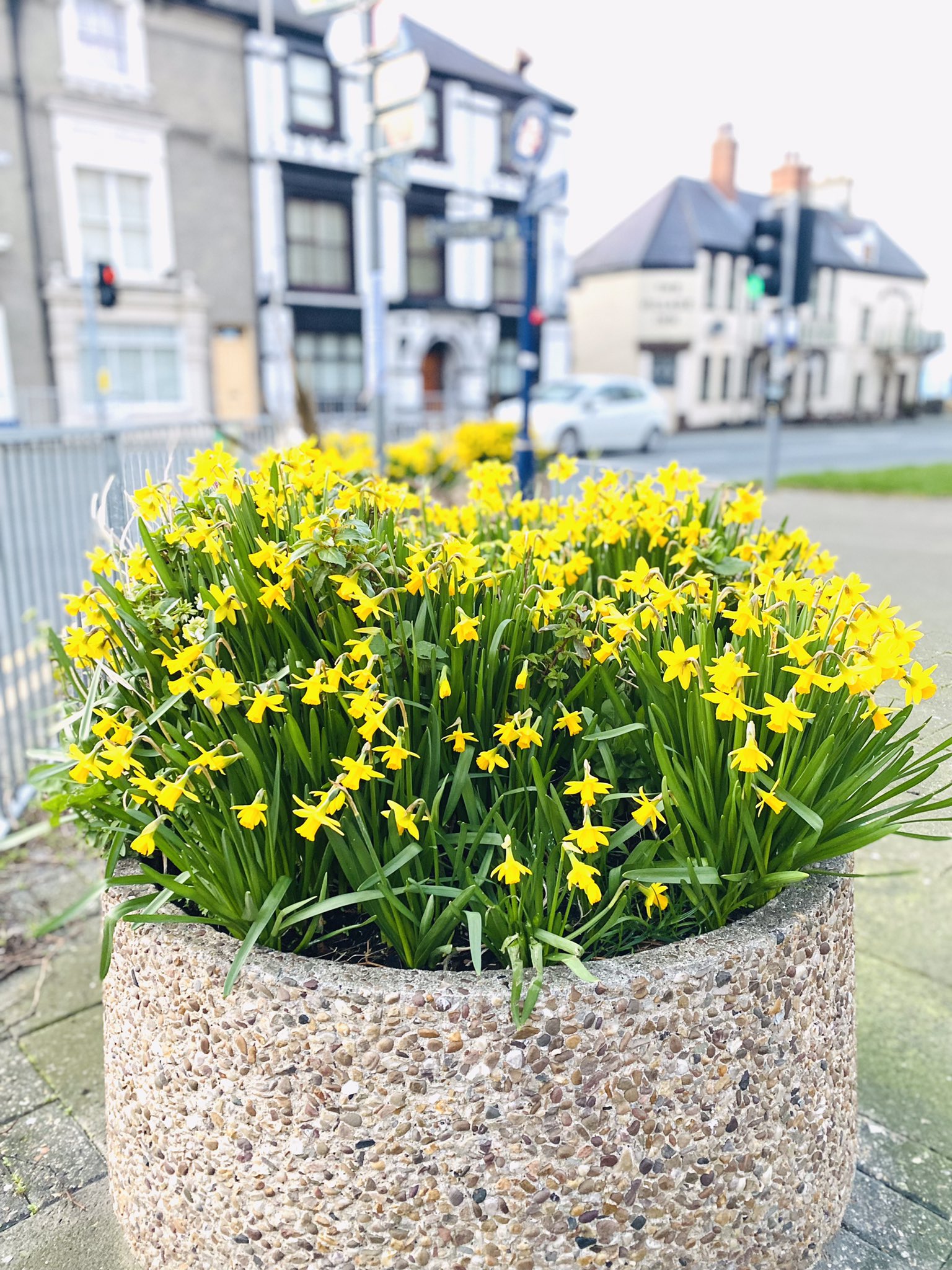 Twitter এ I F U 国際大学連合 海外大学正規留学 短期留学 ダフォディル Daffodil が見かけられるようになると春の訪れを感じます ダフォディル は水仙で 黄色のラッパ水仙はウェールズ国花 英国にはそれぞれの国の国花があり イングランドはバラ Twitter এ I F U 国際大学連合 海外大学正規留学 短期留学 ダフォディル Daffodil が見かけられるようになると春の訪れを感じます ダフォディル は水仙で 黄色のラッパ水仙はウェールズ国花 英国にはそれぞれの国の国花があり イングランドはバラ