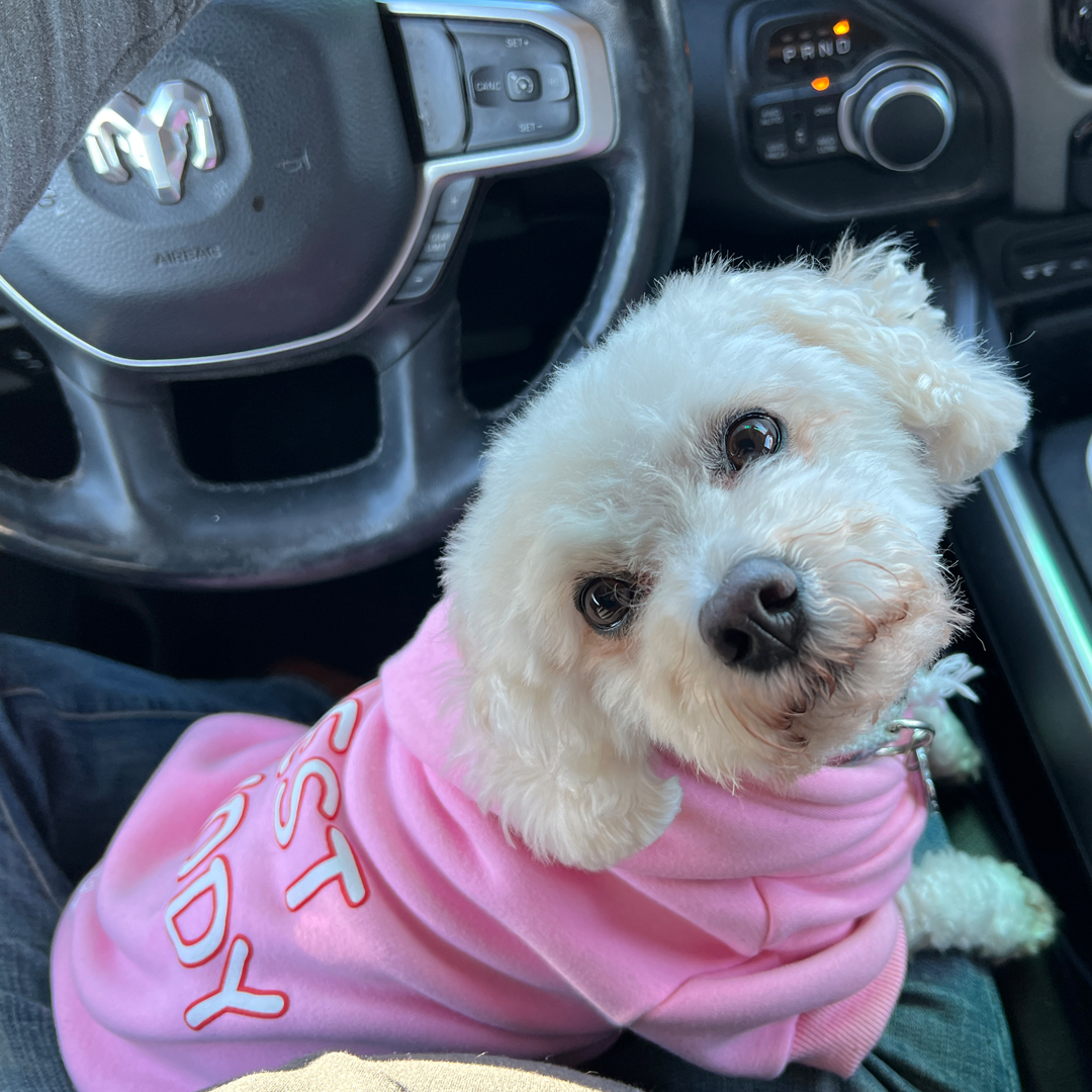 BeauTylerCo's tweet photo. Wow, thank you for this wonderful message, Chloe!!! We’re sure the compliments are only because you are so pretty 😍 But you + the sweatshirt…EVEN MORE IRRESISTIBLE!!!

#beautyler #friendsofbeau #Chloe #dogsoftwitter #laughlovelick https://t.co/48s4jF0on5