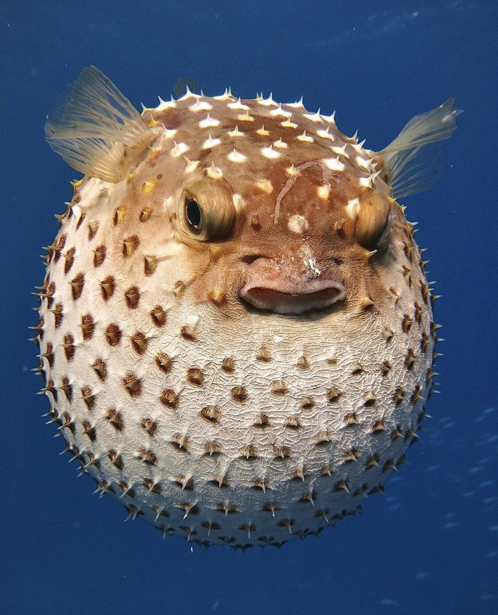 cade_usa's tweet image. This is why they tell you NOT to hold in a sneeze 😜
⁣
⁣📸@_bugdreamer_ #bugdreamer

.....⁣
⁣⁣
⁣#pufferfish #relaxation
#seacreatures #diving
#UnderwaterPhotography
#underwater #discoverocean
#sea #scubadiving #scuba
#fish #ocean #oceanlife
#aquarium #fishy #relax