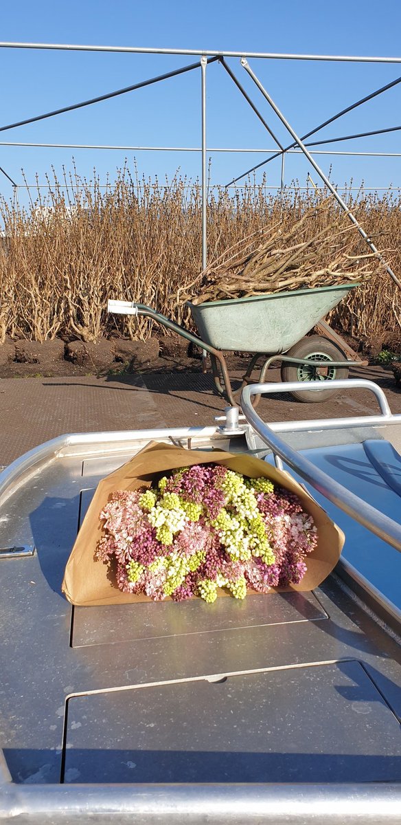 Vandaag de eerste #seringenXperience  2022. Wat een ambachtelijke kwaliteit van Aalsmeerse mooiste product de sering. Vandaag op zijn mooist! Gewoon van #kramerseringen.