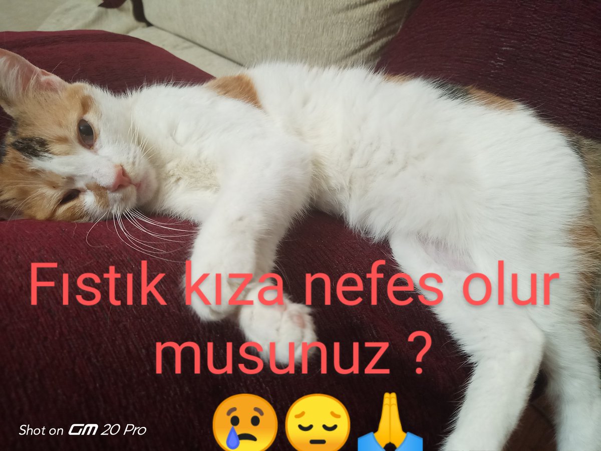 Fip_Fistikk's tweet photo. Lütfen yasamasi için bir kahve paranızi ondan esirgemeyin .😢klinik borcu duruyor , şu an elimizdeki ilaç 2 gün var bu bitmeden yeni şişe almak gerek ,En ucuz ilacı kullanıyoruz ,onunda şişesi 62 usd. https://t.co/8nGUGBwo3t