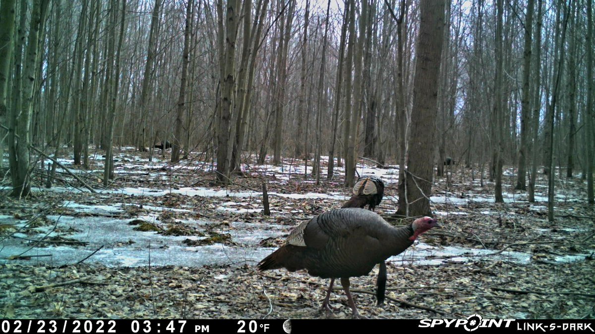 Zulu_Law's tweet photo. Poised for flight, wings spread bright,
Spring from night into the sun!
@SpypointCamera #whyisspypoint #TURKEYTALK2022 https://t.co/0gVyuFIsd1