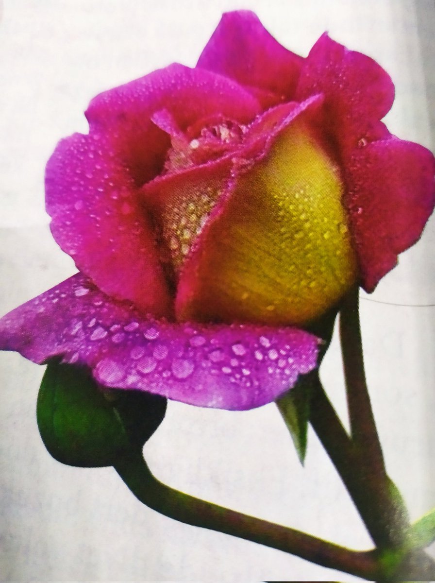 Gözlere inmiş perde
Uyanmalı her seherde
Gözyaşı ile edip secde
Hâl ile kâl gelmeli vecde

Rûya mı acep gördüğüm
Muhabbed maya da kördüğüm
Çözülmesin diye hep ördüğüm 
Umut değil yeistir gömdüğüm...