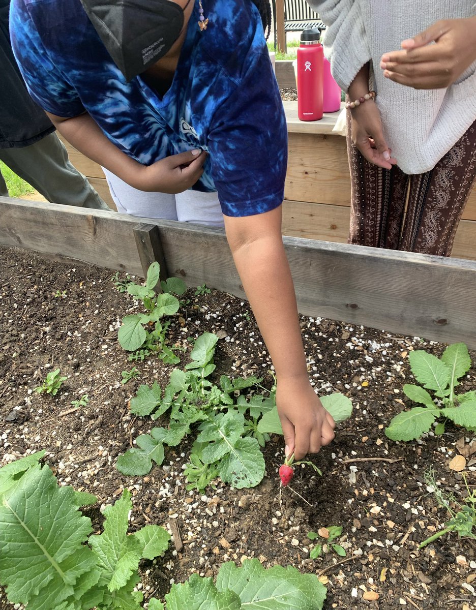 At this last gardening group for the quarter, we planted some herbs (lavender, basil, and parsley) and painted signs for each planter bed. Swipe to see our FIRST harvested vegetable: radishes 🥰