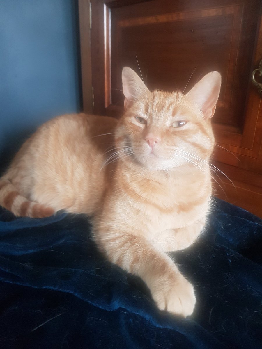 3rd_man's tweet image. Another busy day for Oscar 🐯🐯#Caturday