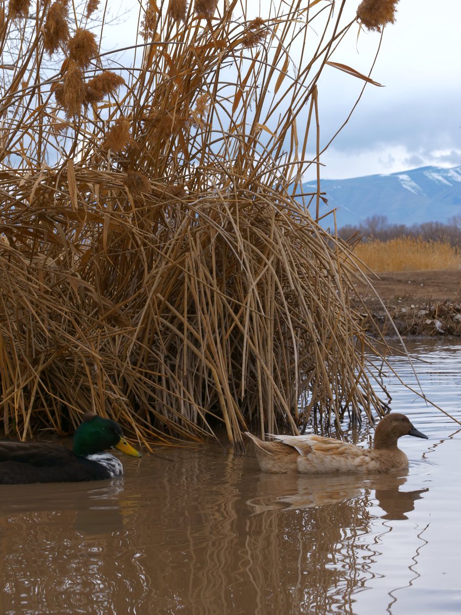 DuckFoodBot's tweet photo. it's time to feed the ducks... retweet to drop food onto the pond at https://t.co/pTJuXhq0o4 https://t.co/VdPkH9fk28