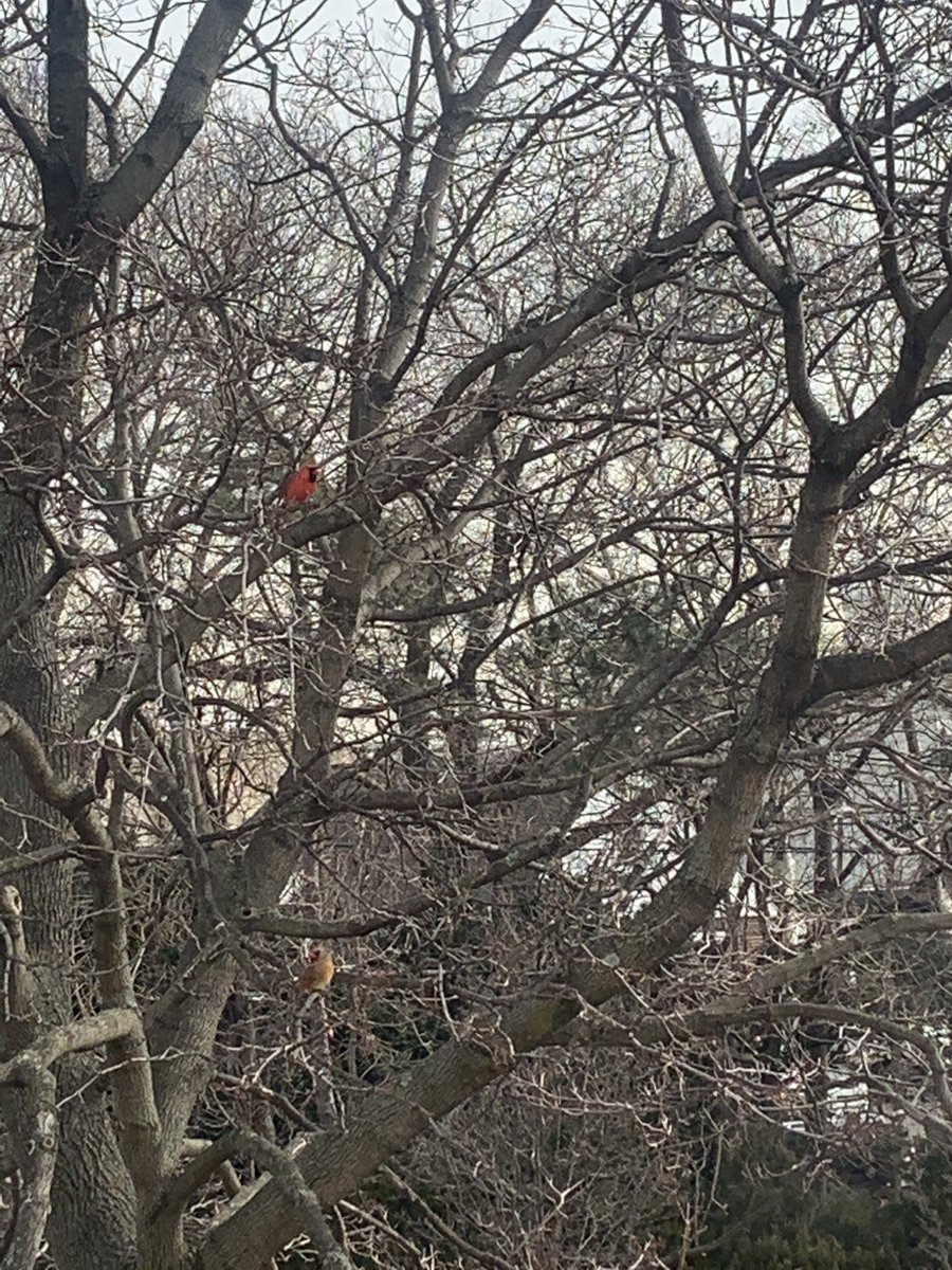 I was able to capture both the male and female cardinals together on the same tree! 😍