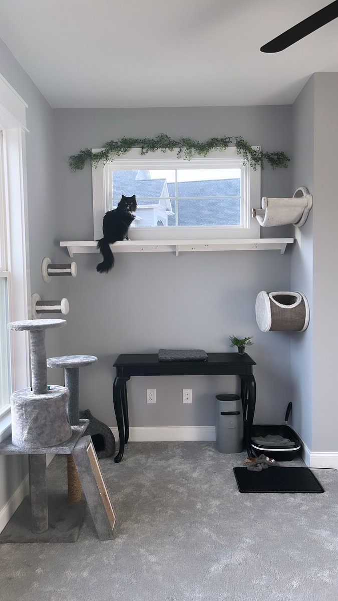 PostingTux's tweet photo. clearly i have the best view in the house 😼👑
#CatsOfTwitter #Caturday https://t.co/JmQDnL8133